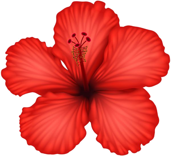 red hibiscus flower