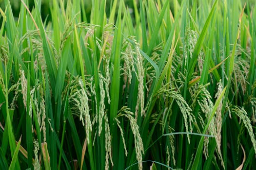 Close-up of a lush green rice field with ripening crop showcasing growth in a rural setting.