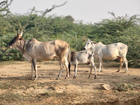 Cows grazing in a serene natural setting, emphasizing rural life and harmony with nature.